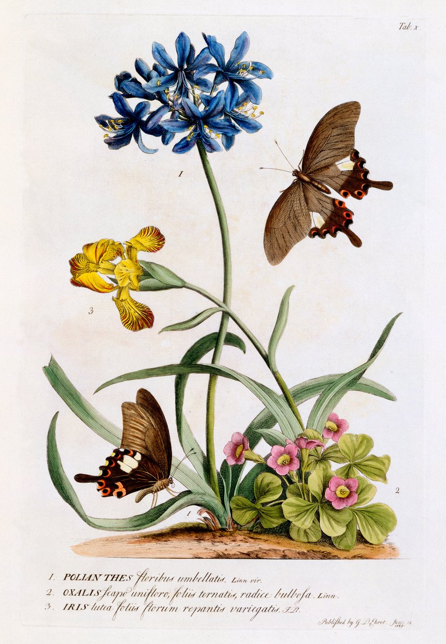 Polianthes, Oxalis og Iris, 1749 (håndkoloreret gravering) af Georg Dionysius Ehret