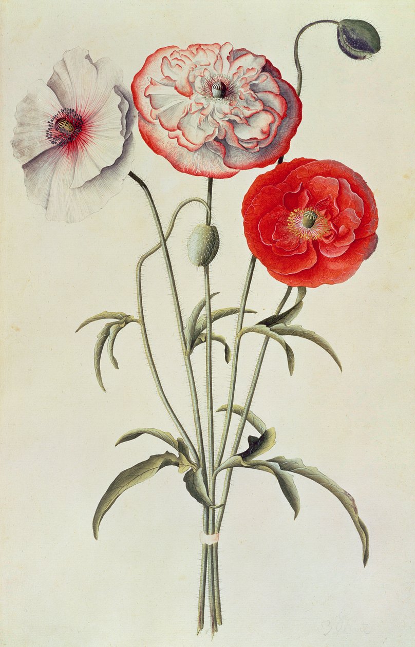 Valmuer: Majs (Papaver Rhoeas) af Georg Dionysius Ehret