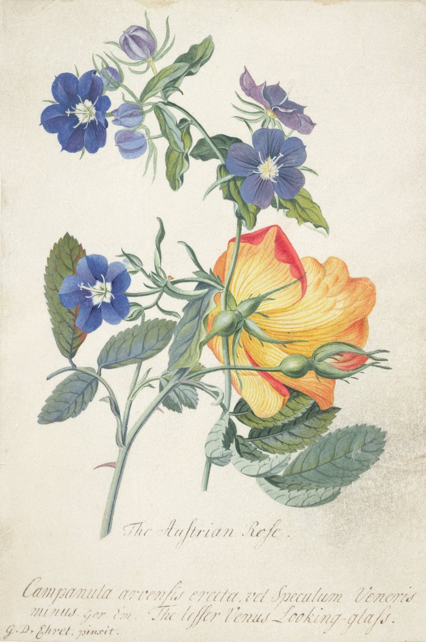 Den østrigske rose, sammenflettet spray af de to separate arter (grafit, wc og kropsfarve på vellum) af Georg Dionysius Ehret