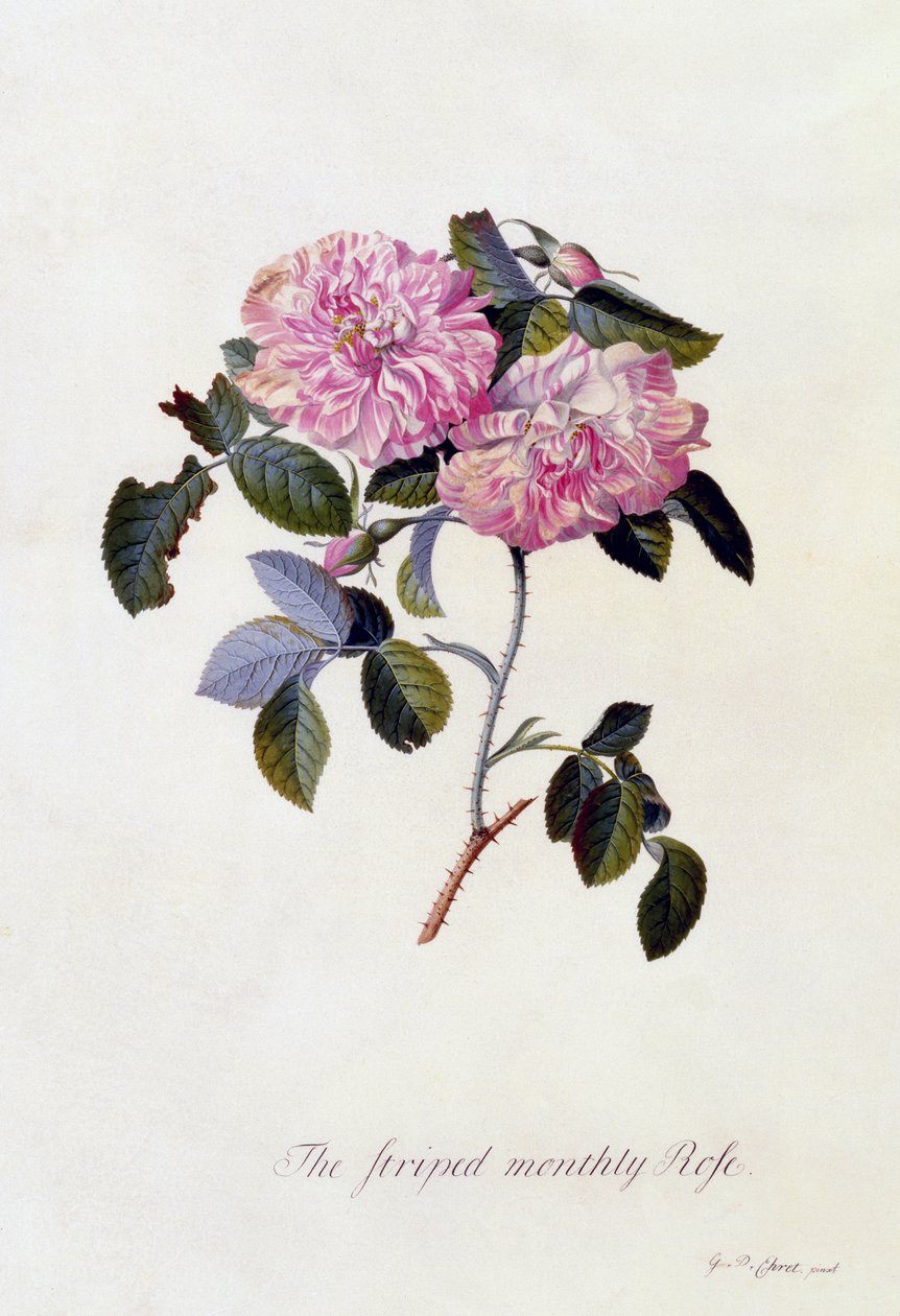 The Striped Monthly Rose, ca. 1745 (håndfarvet gravering) af Georg Dionysius Ehret
