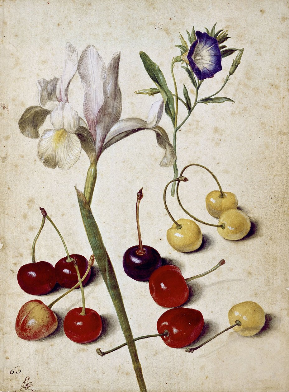 Spansk iris, morning glory og kirsebær af Georg Flegel
