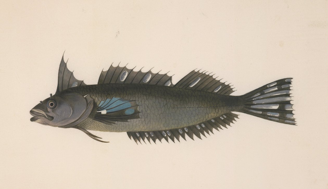 En fisk fra New Zealand af Johann Georg Adam Forster