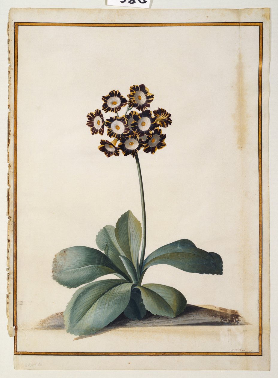En lilla broget Auricula af Georg Dionysius Ehret