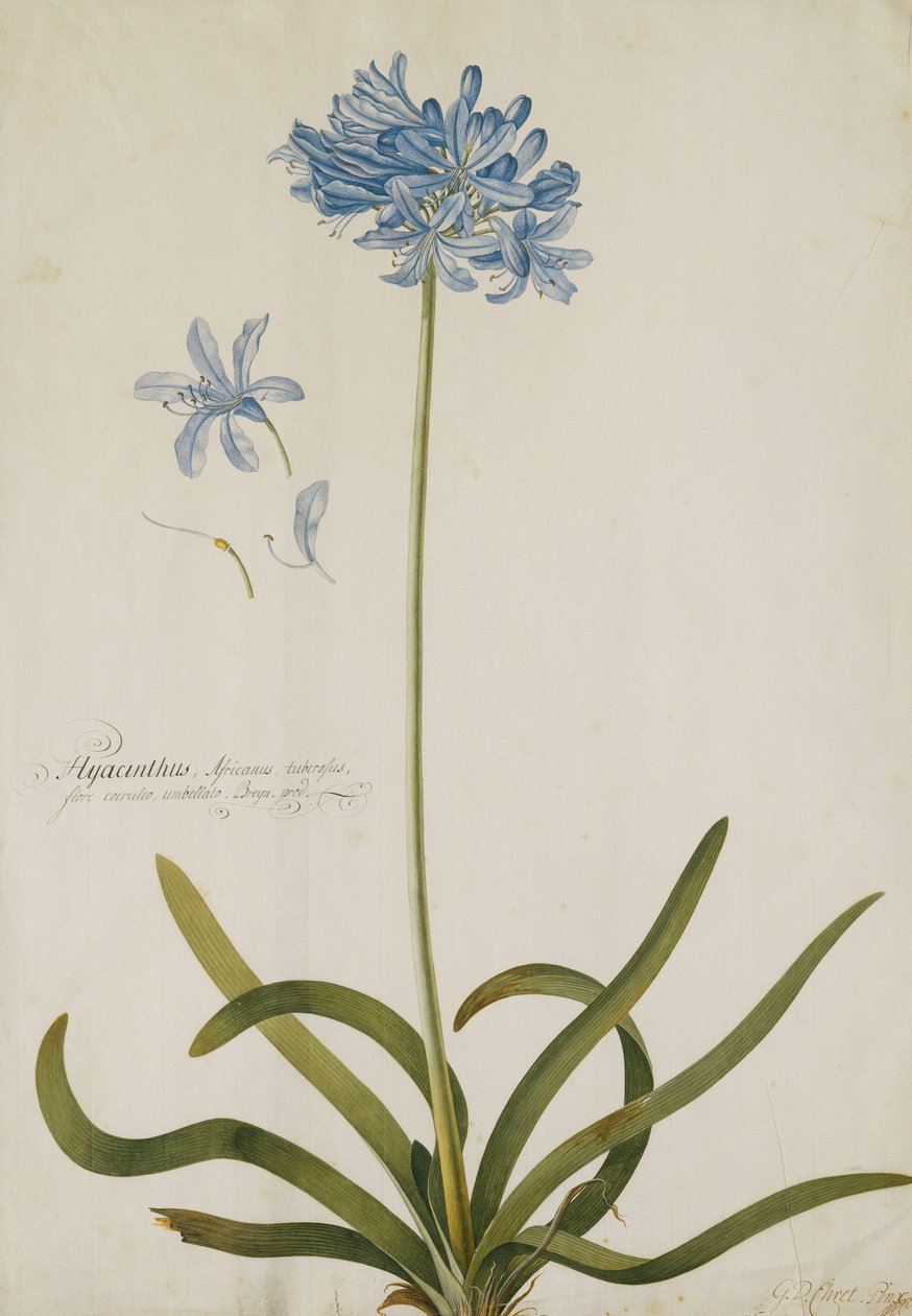 Agapanthus, af Georg Dionysius Ehret
