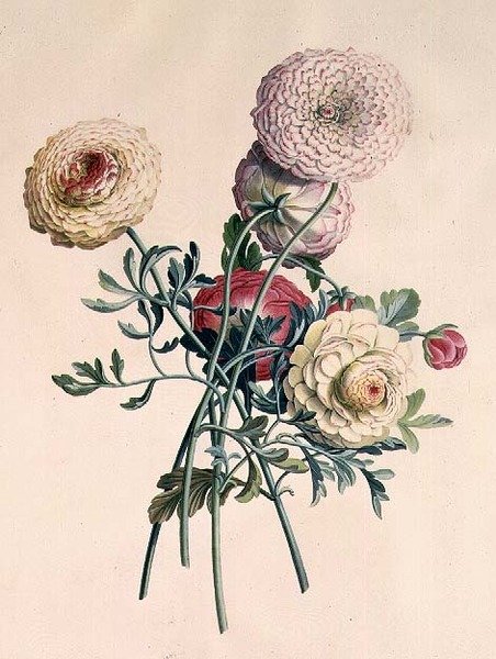 Asters af Georg Dionysius Ehret
