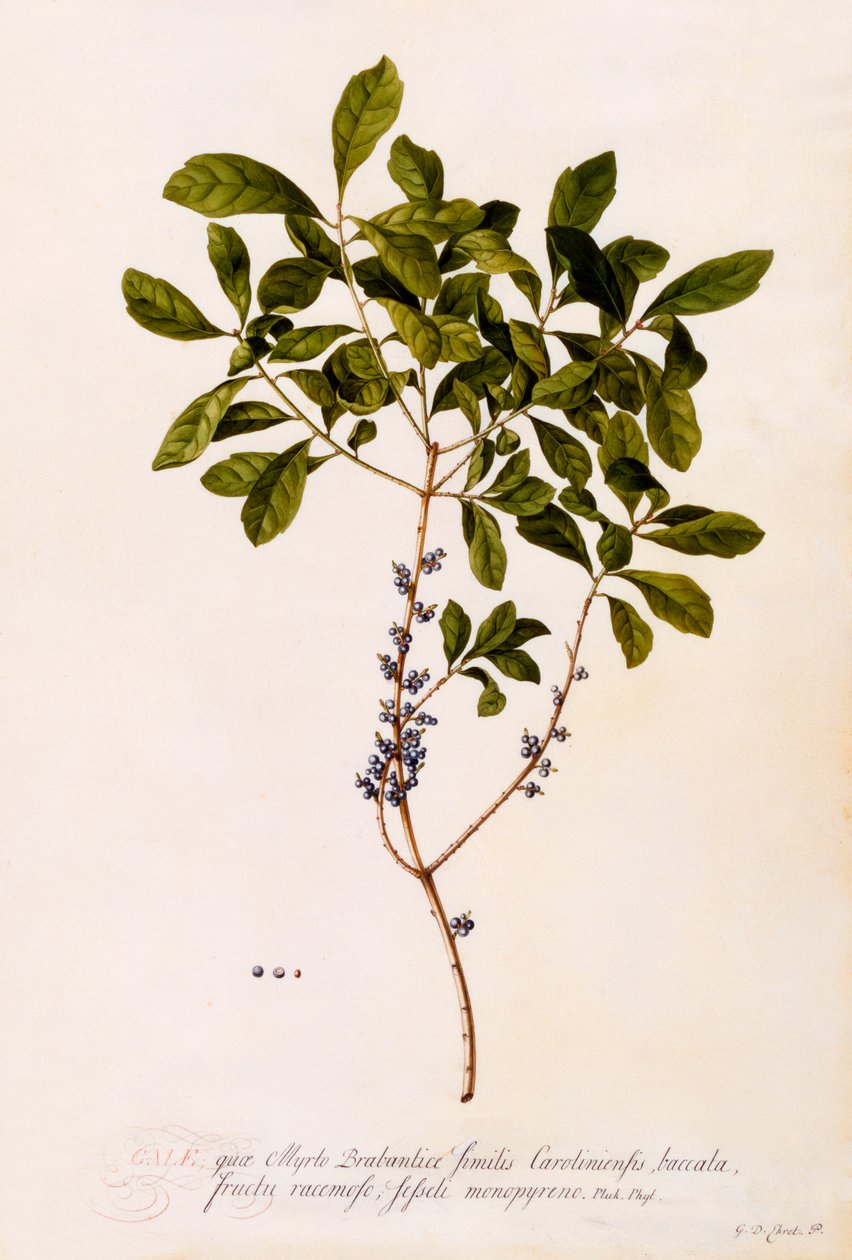 Bayberry eller Myrtle. af "Georg Dionysius Ehret