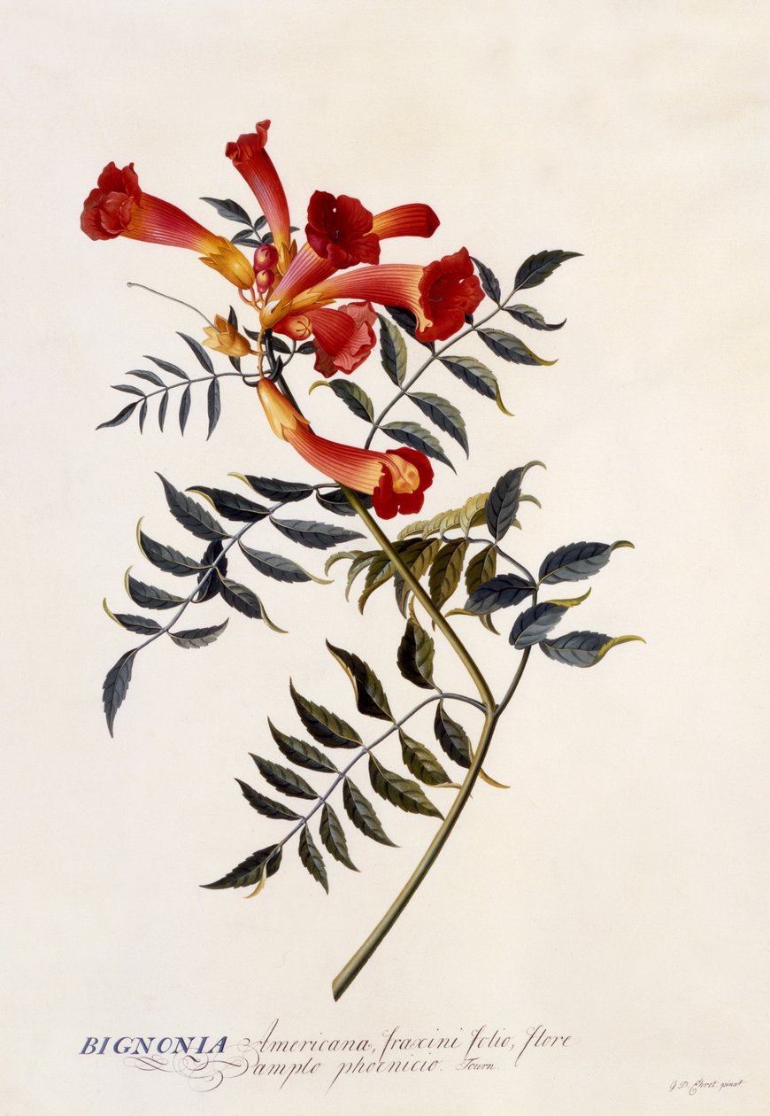 Bignonia Americana, ca. 1743 (håndkoloreret gravering) af Georg Dionysius Ehret