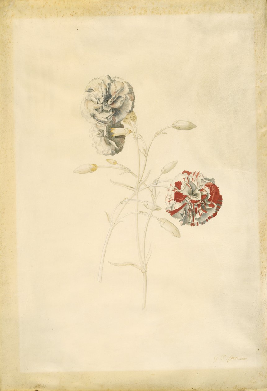 Nelliker af Georg Dionysius Ehret