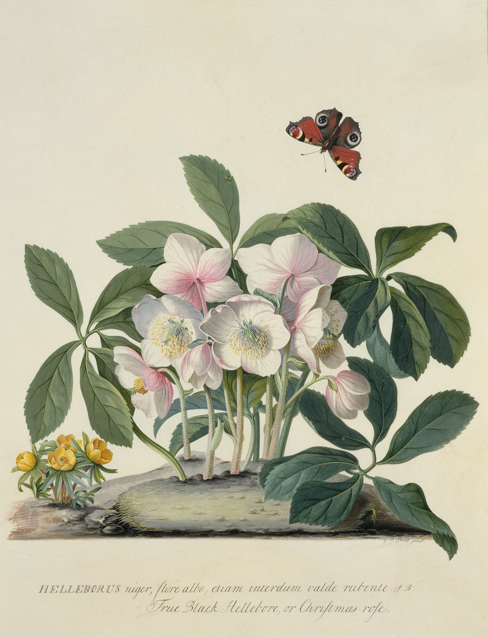 Helleborus Niger af Georg Dionysius Ehret