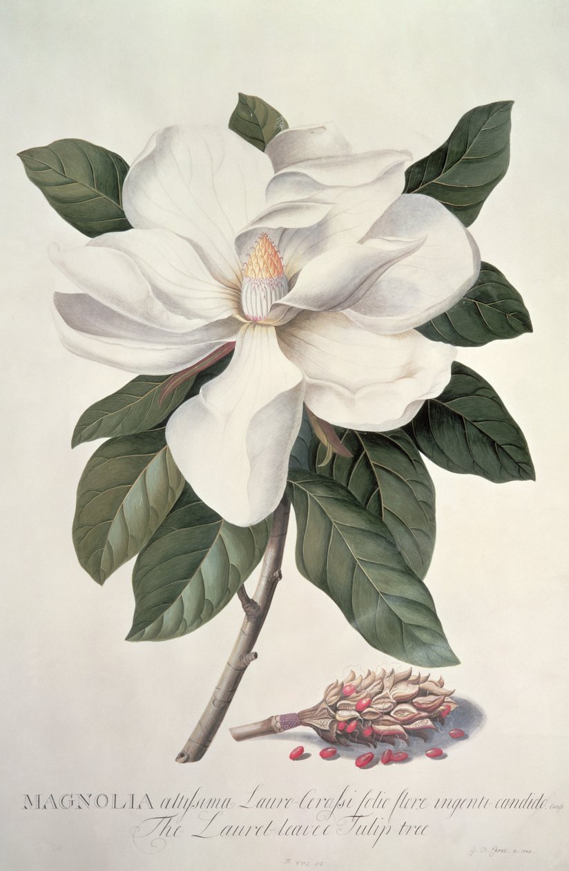 Magnolia af Georg Dionysius Ehret