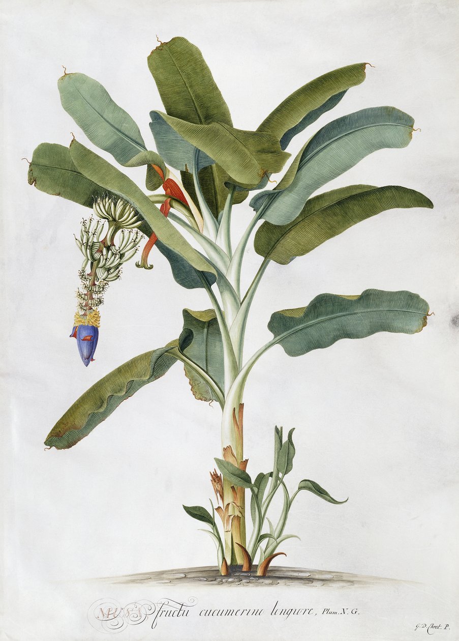Musa, af Georg Dionysius Ehret