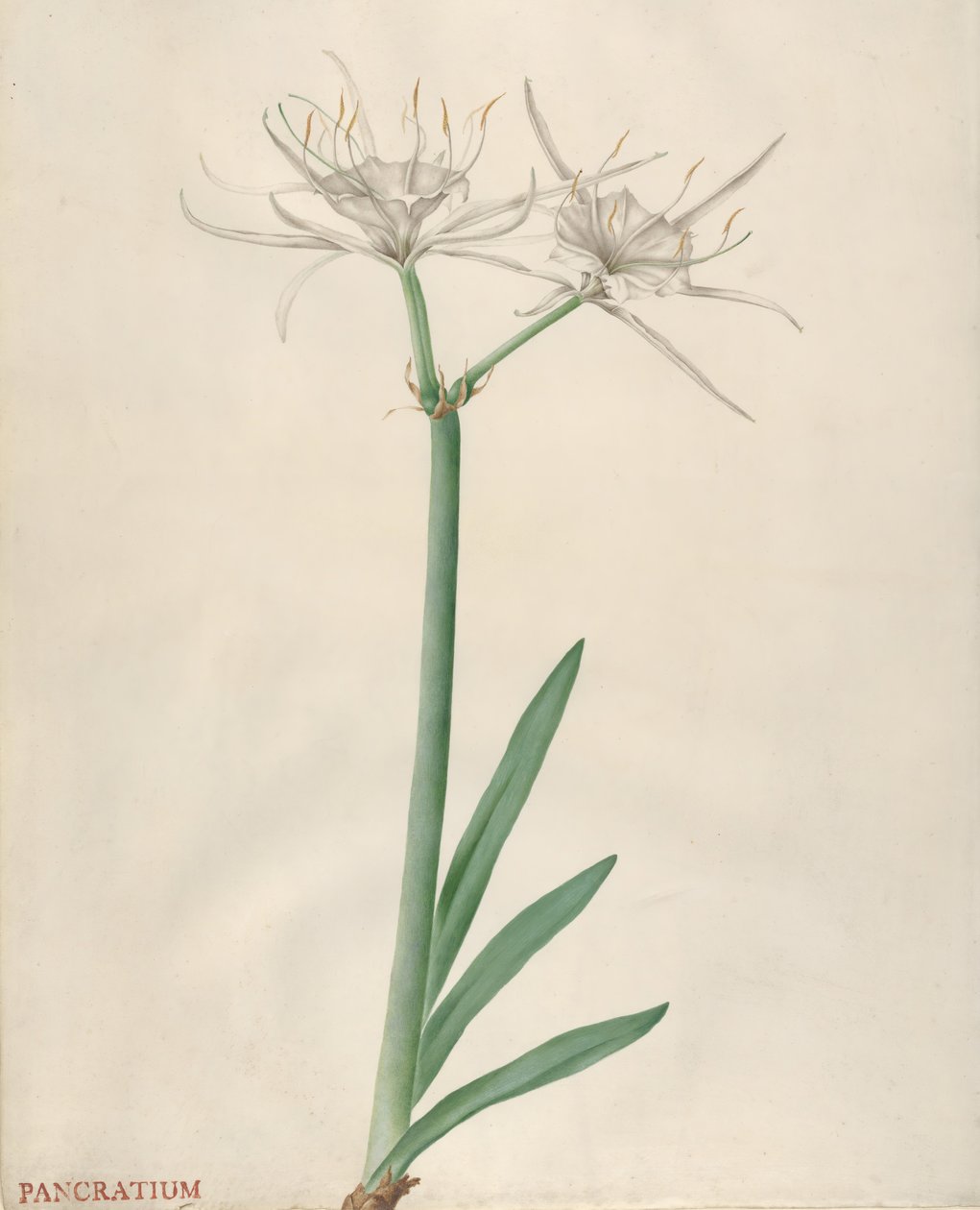 Pancratium, 1738-70. af Georg Dionysius Ehret