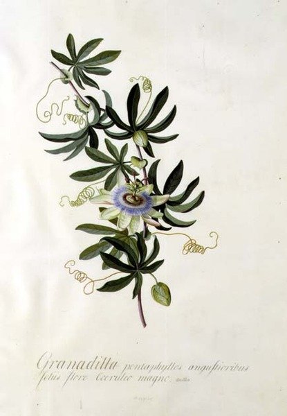 Passionsblomst af Georg Dionysius Ehret