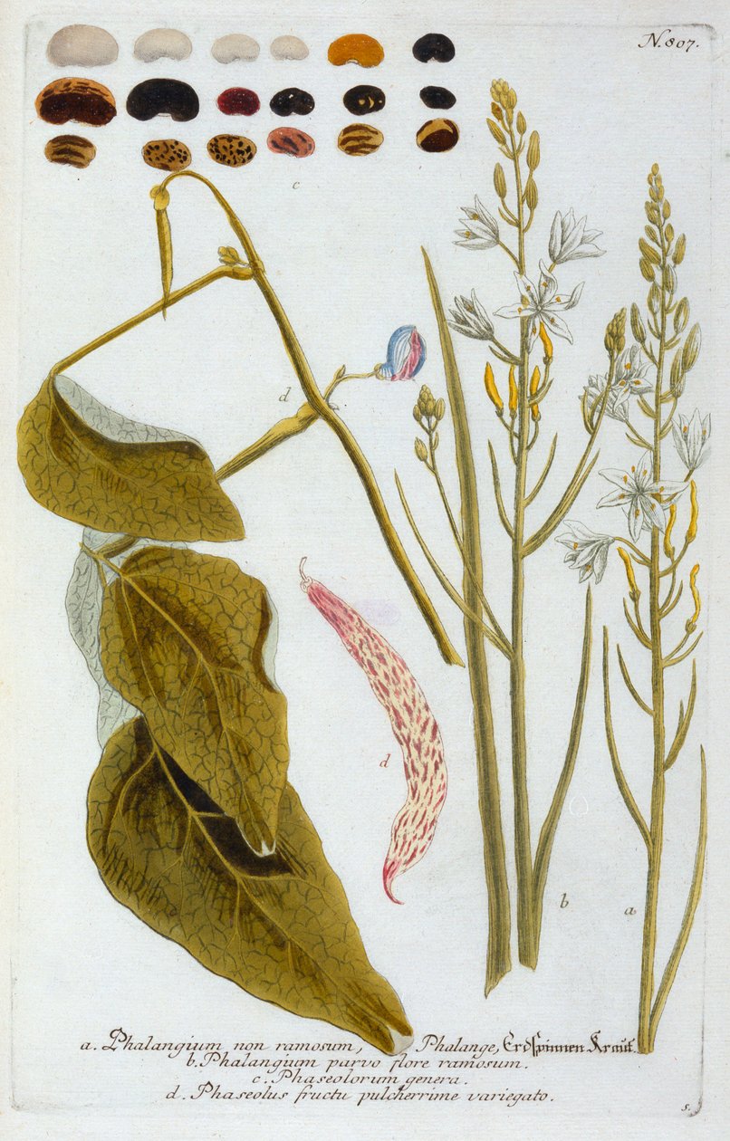 Phalangium, 1737 håndfarvet gravering. af "Georg Dionysius Ehret
