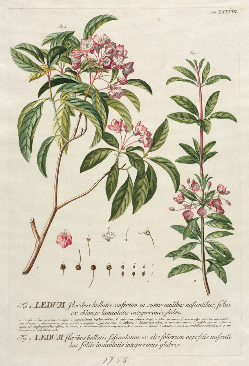 Udvalgte planter 38 af Georg Dionysius Ehret