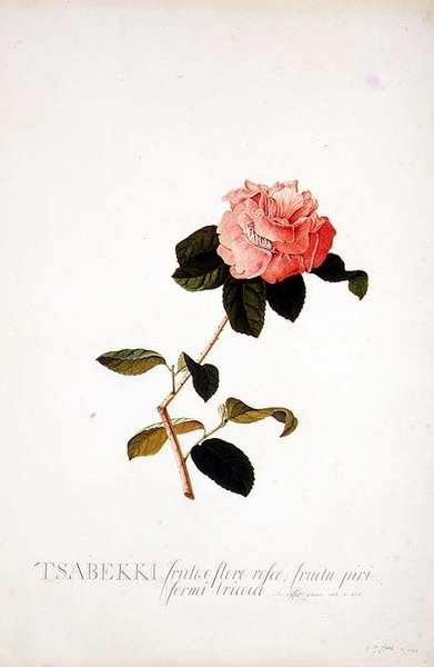 Rosa Tsabekki af Georg Dionysius Ehret