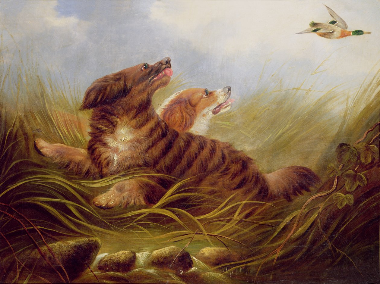 Spaniels, der tæsker af George Armfield