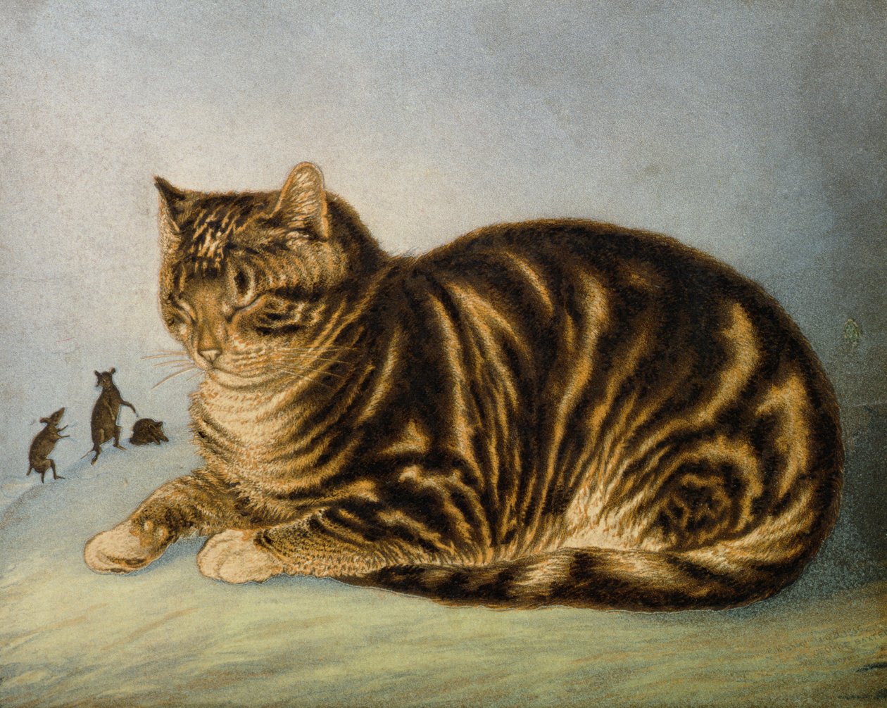 Puss Napping (print) af George Baxter