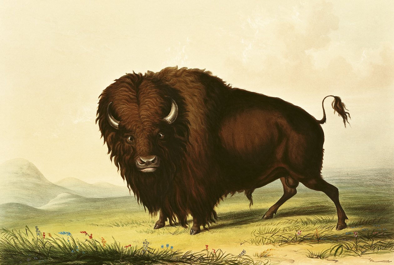 En bison, ca. 1832 af George Catlin