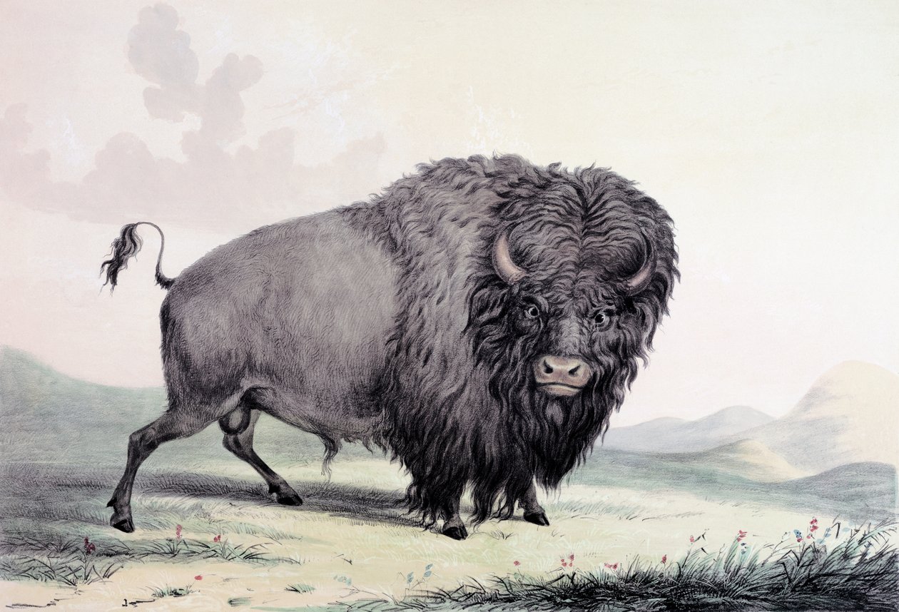 En bøffeltyr, der græsser af George Catlin
