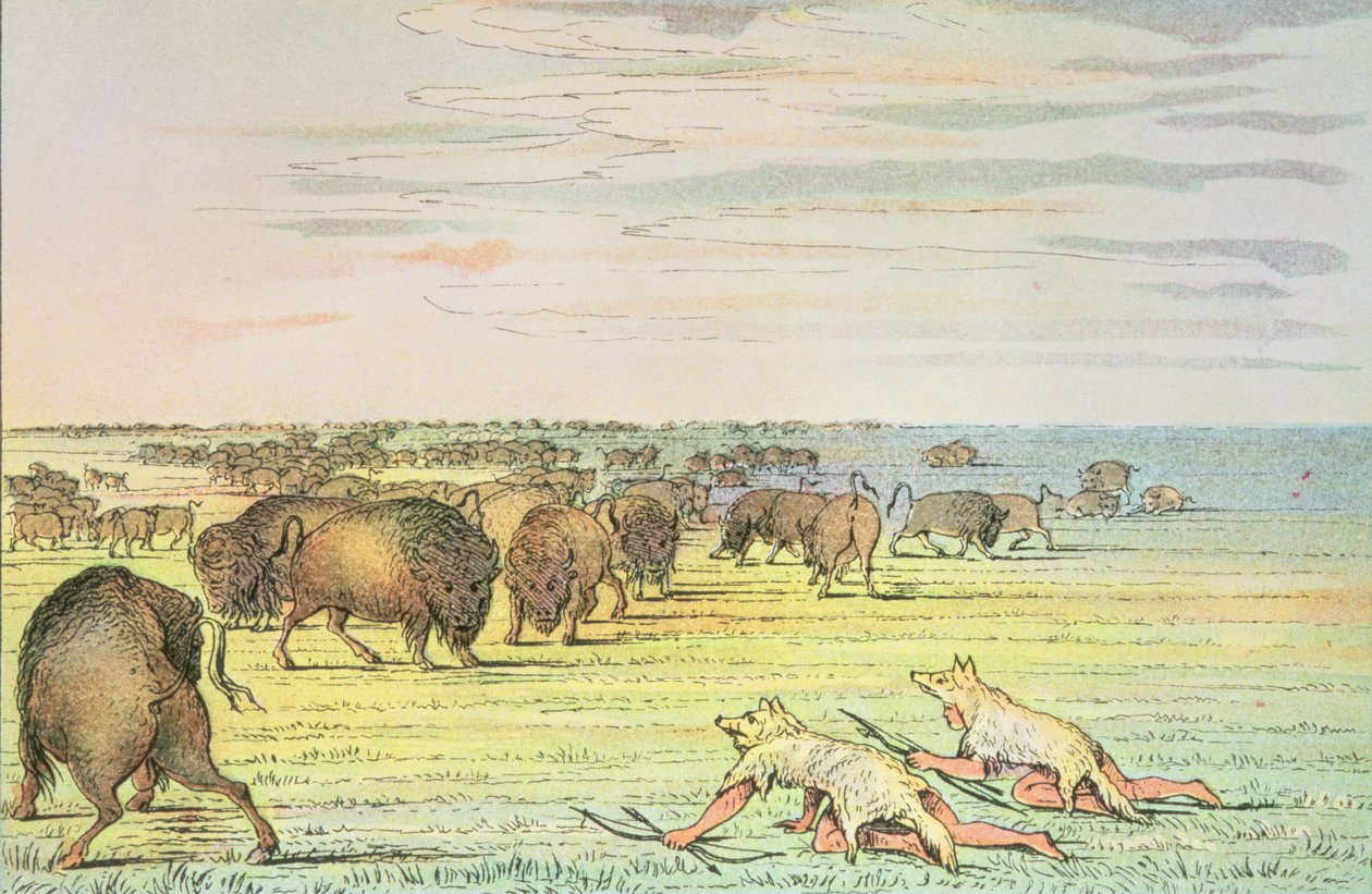 Forfølger bøfler af George Catlin