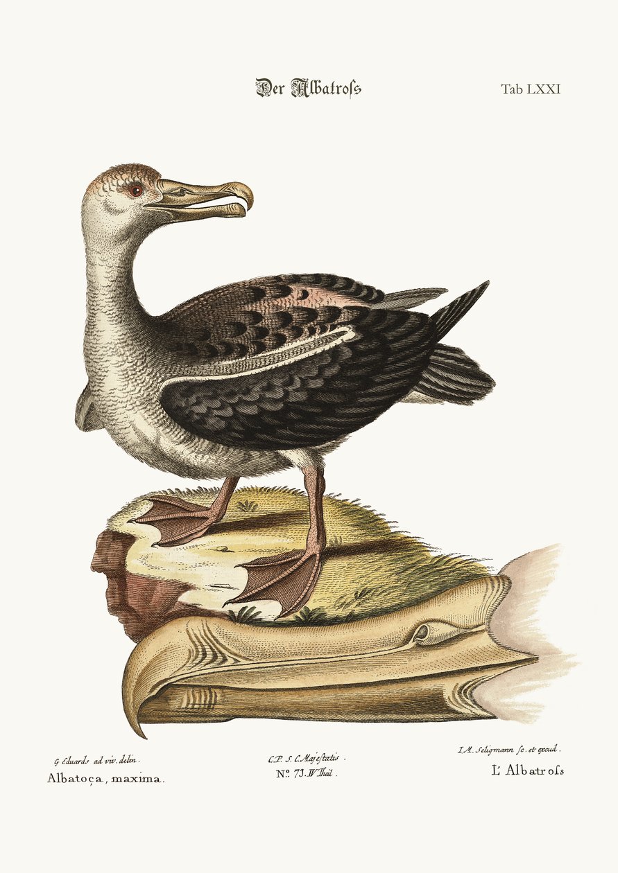 Albatrossen, 1749-73 af George Edwards