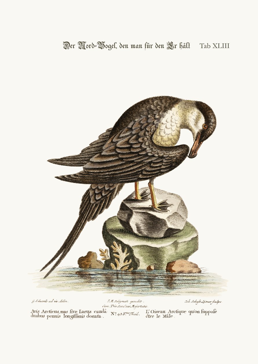 Arctick-fuglen, som formodes at være hanen, 1749-73 af George Edwards