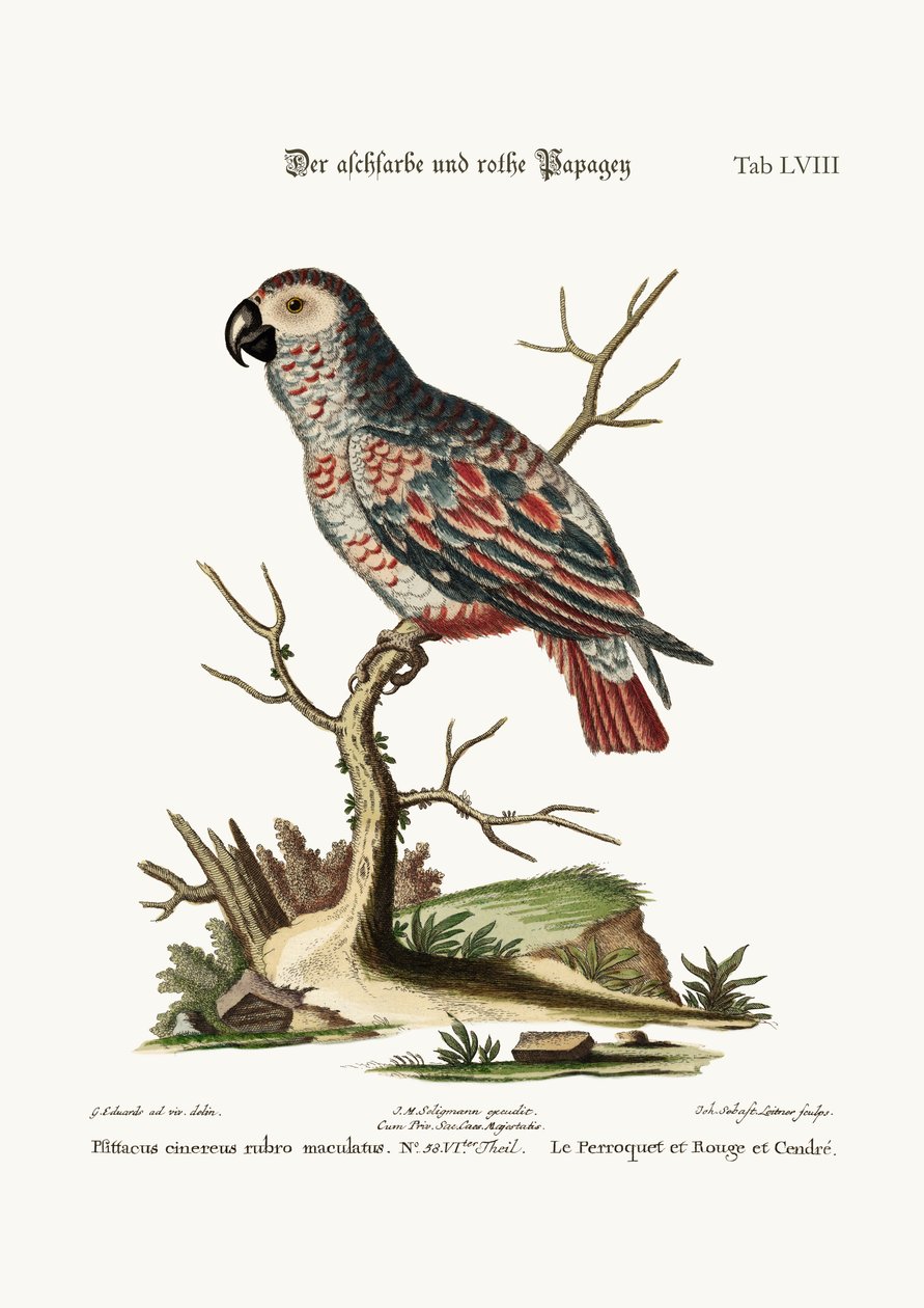Den askfarvede og røde papegøje, 1749-73 af George Edwards