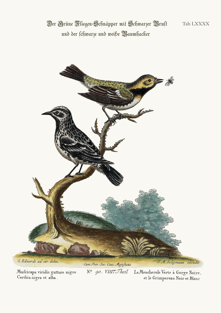 Den sortstrubede grønfluesnapper og den sorthvide slyngplante, 1749-73 af George Edwards