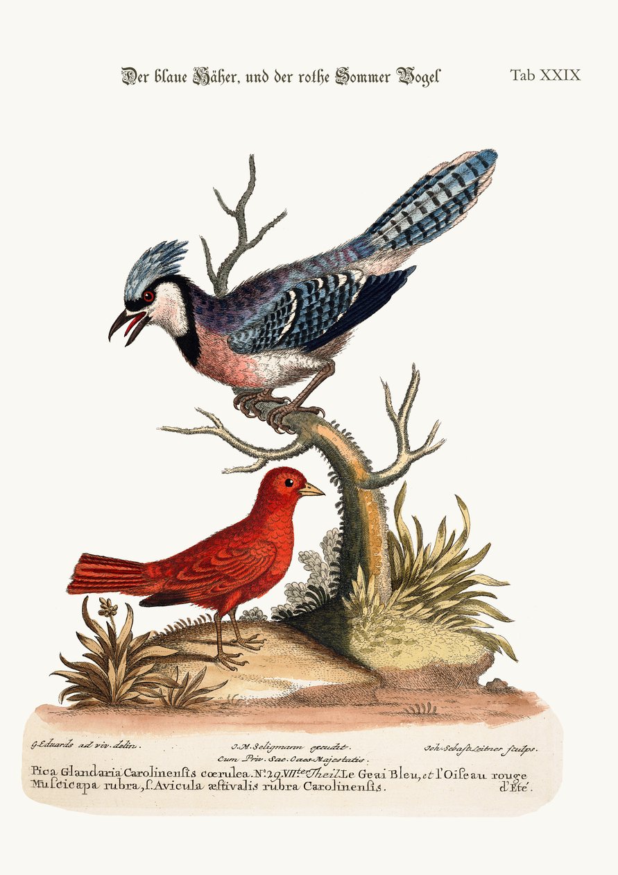 The Blue Jay, and the Summer Red-Bird, 1749-73 af George Edwards
