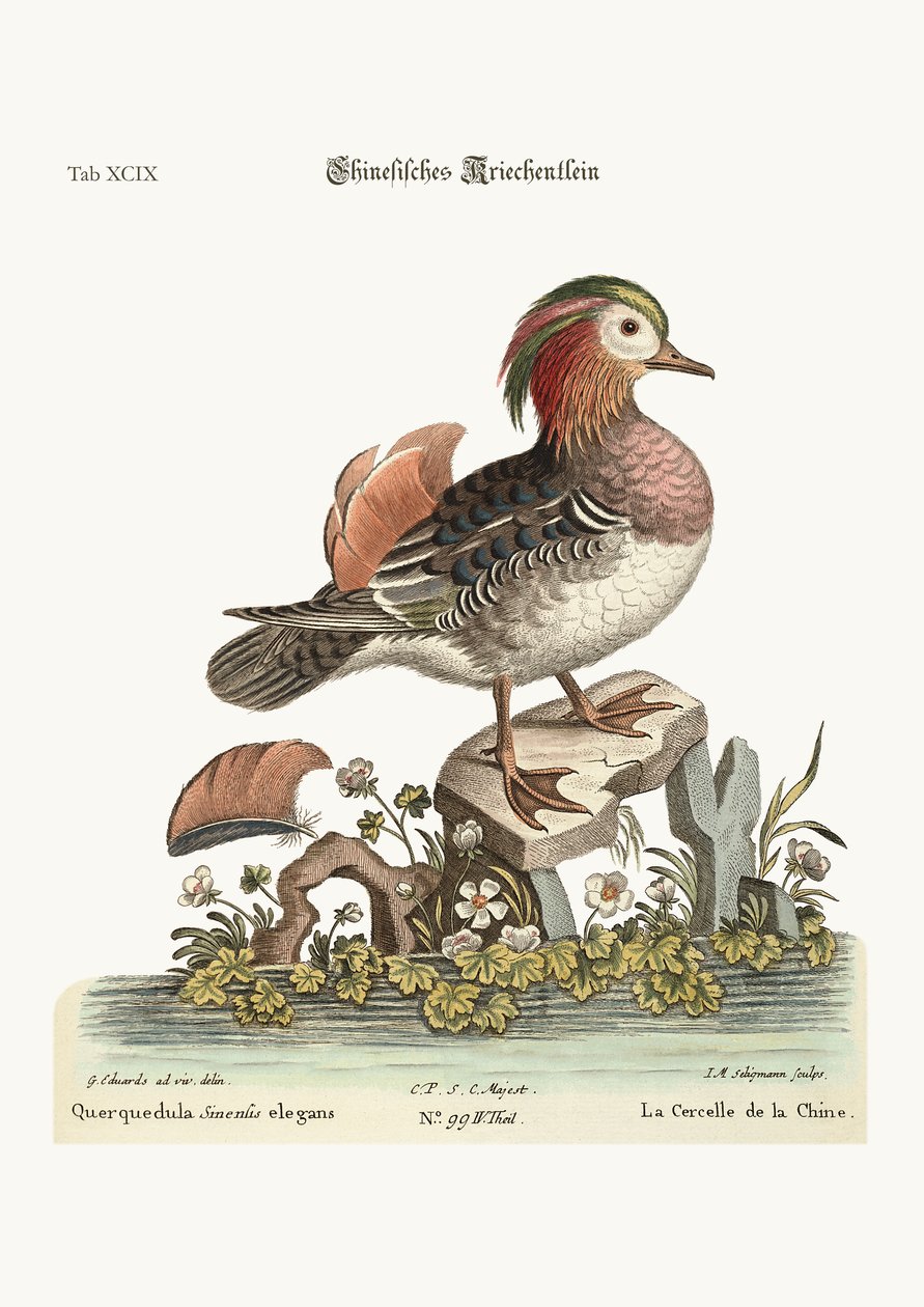 Den kinesiske Real, 1749-73 af George Edwards