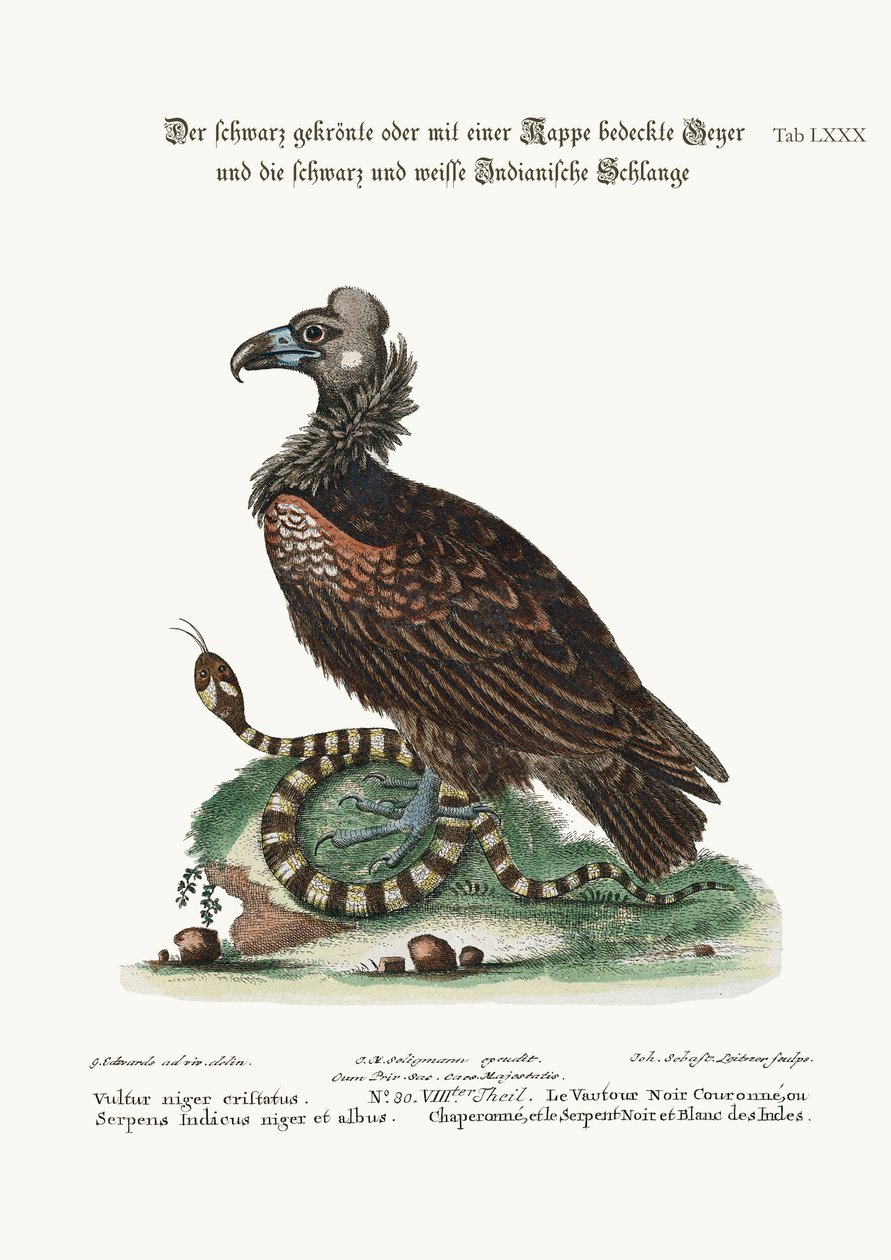 Den sorte grib og den sorte og hvide indiske slange, 1749-73 af George Edwards