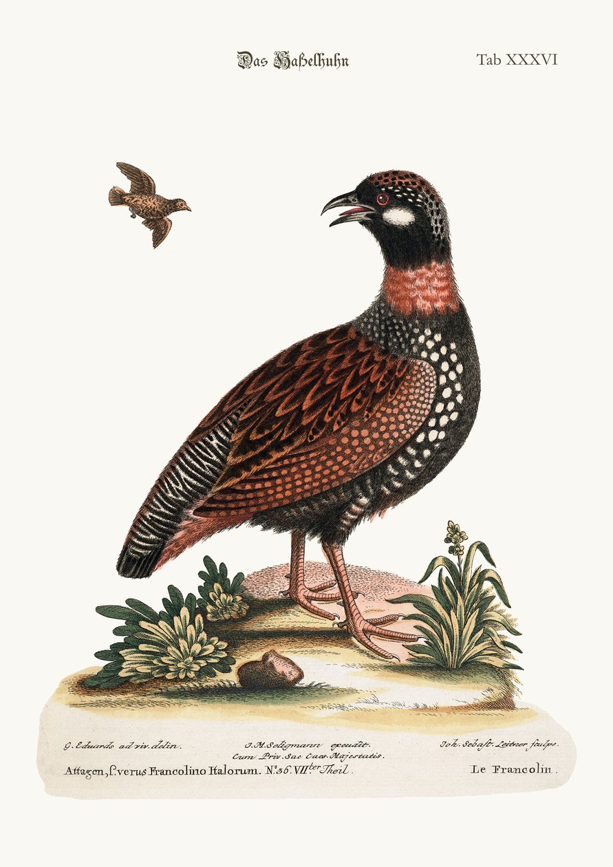The Francolin, 1749-73 af George Edwards