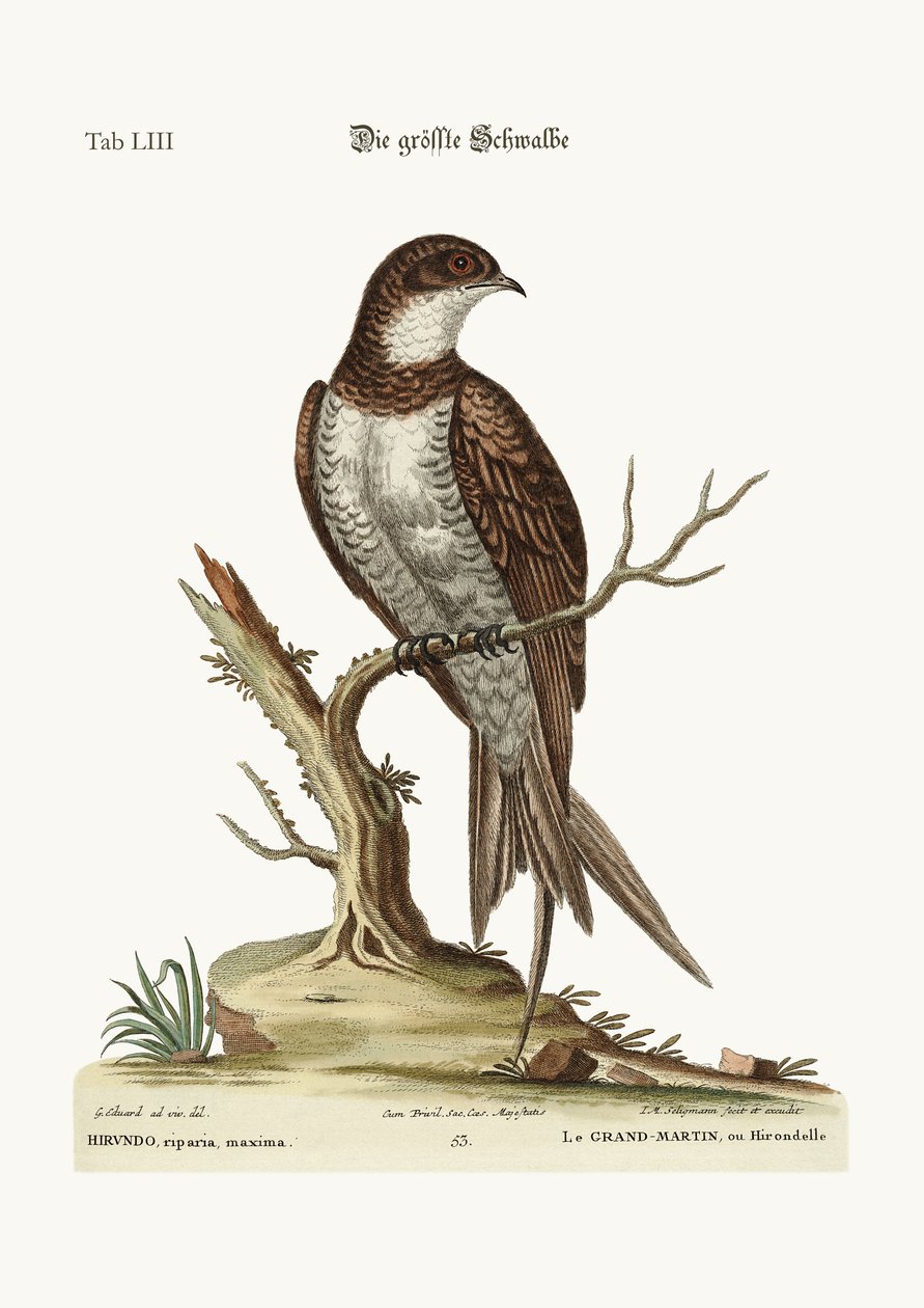 Den største Martin eller Swift, 1749-73 af George Edwards