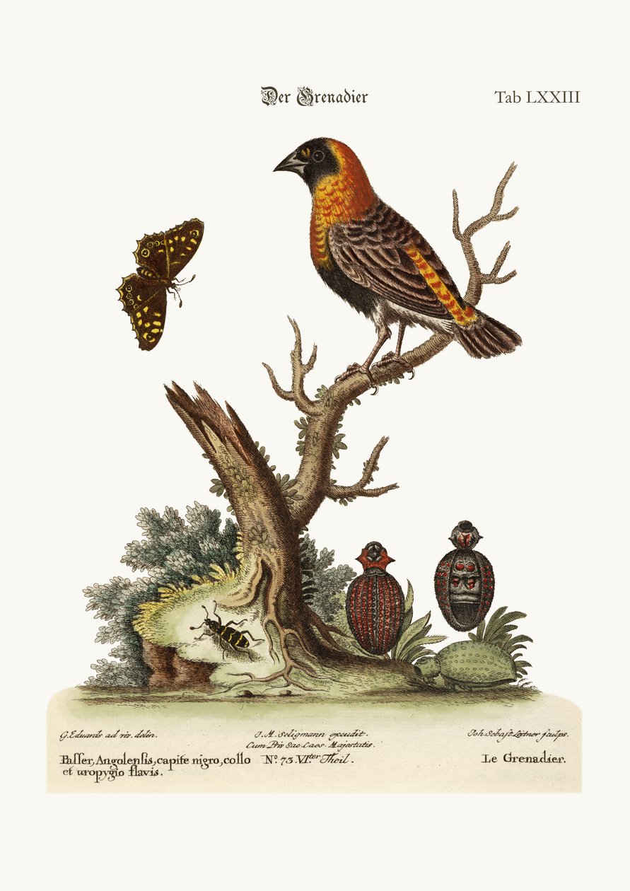 Grenaderen, 1749-73 af George Edwards