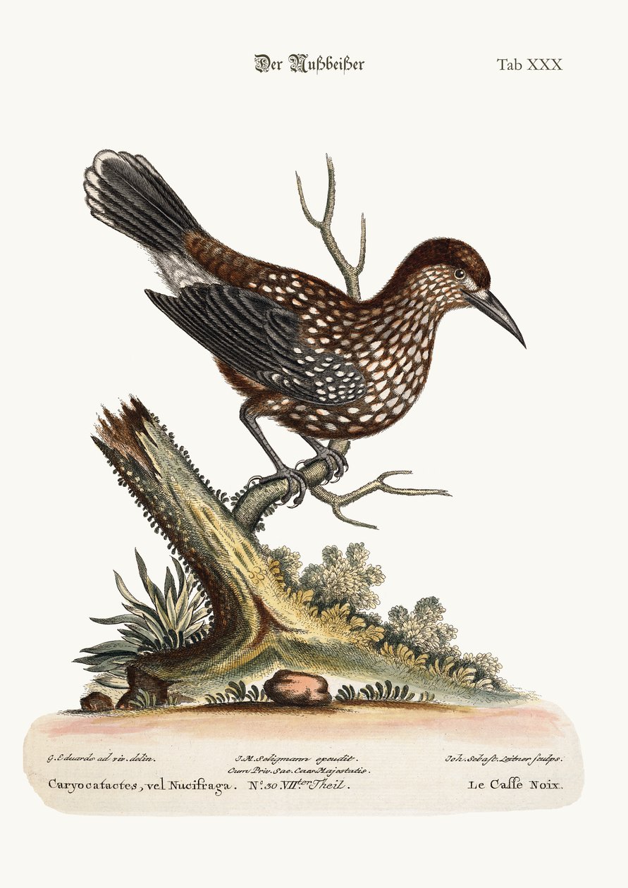 The Nut-Cracker, 1749-73 af George Edwards