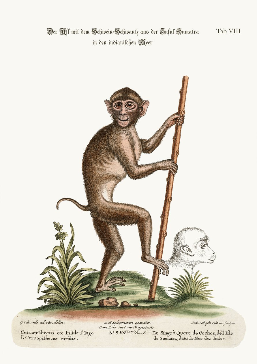 Svinehalet abe fra øen Sumatra i Det Indiske Hav, 1749-73 af George Edwards