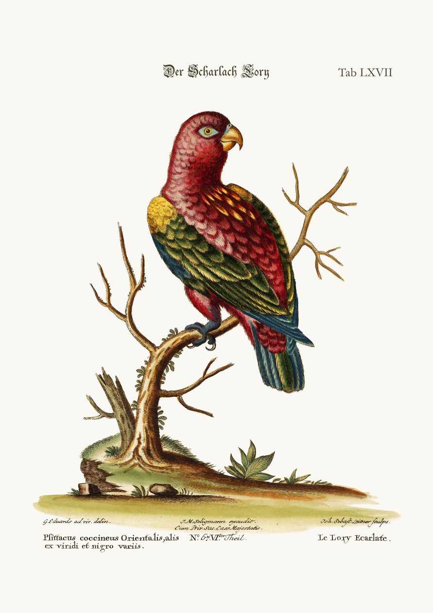 The Scarlet Lory, 1749-73 af George Edwards