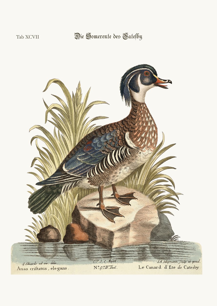 Sommeranden fra Catesby, 1749-73 af George Edwards
