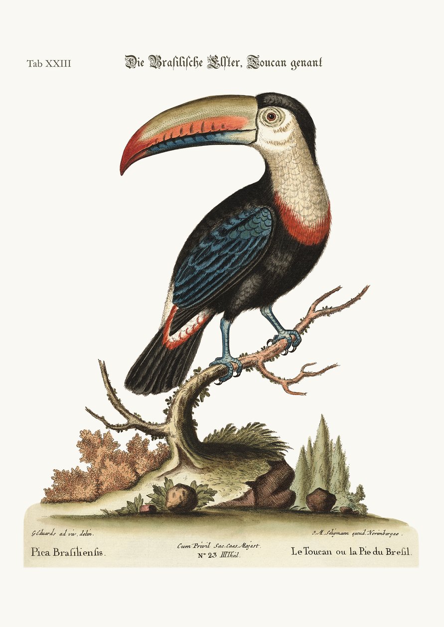 Tukanen eller den brasilianske pye, 1749-73 af George Edwards
