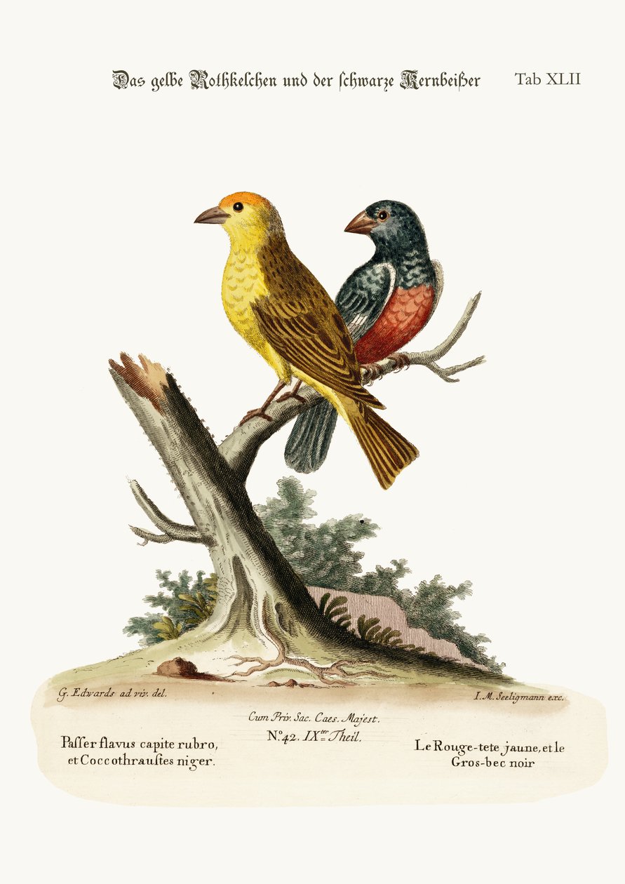 Den gule røde pæl og det sorte grosnæb, 1749-73 af George Edwards