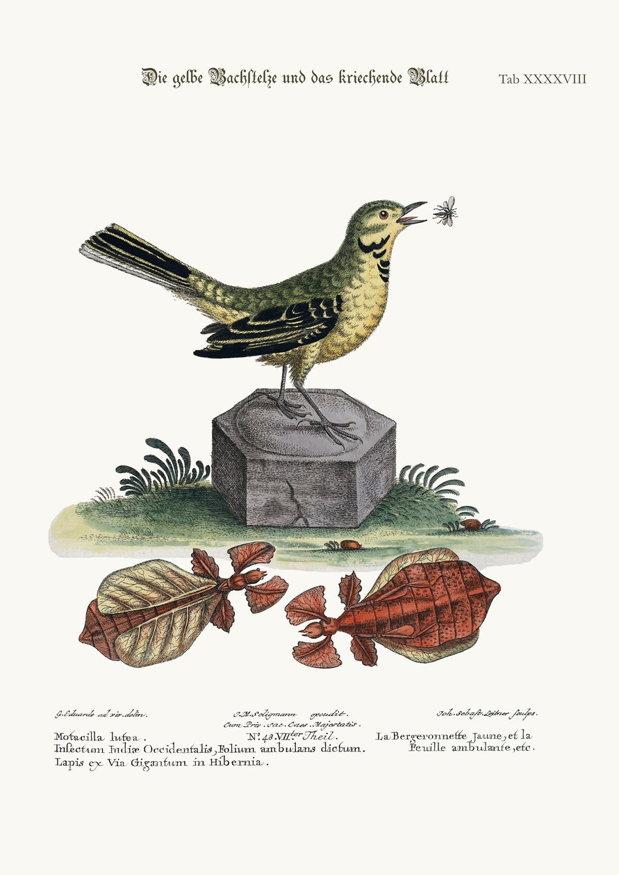Den gule vandvippehale og det vandrende blad, 1749-73 af George Edwards