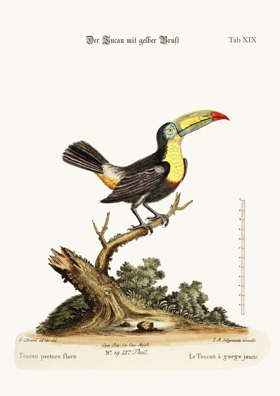 Den gulbarmede tukan, 1749-73 af George Edwards
