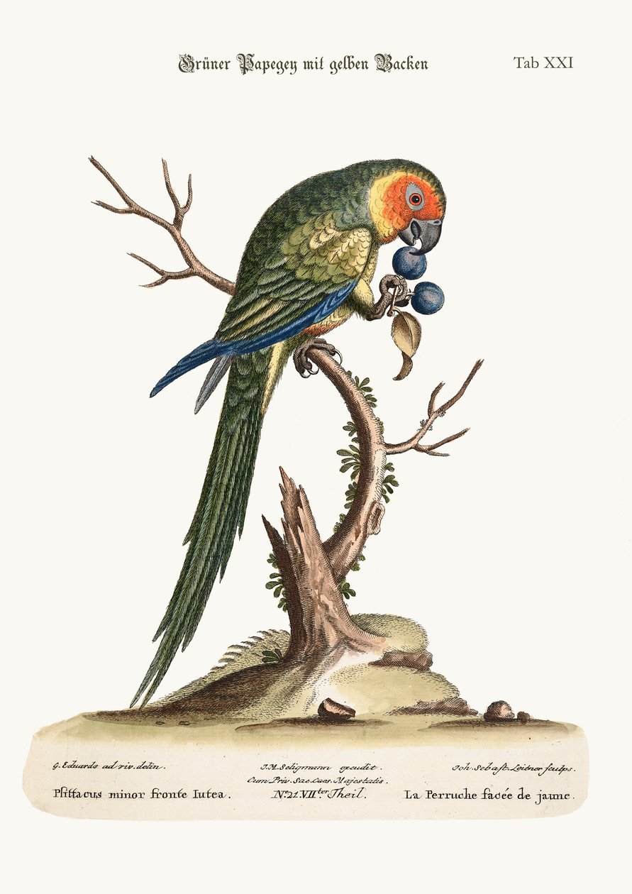 Den gulbrynede parrakeet, 1749-73 af George Edwards
