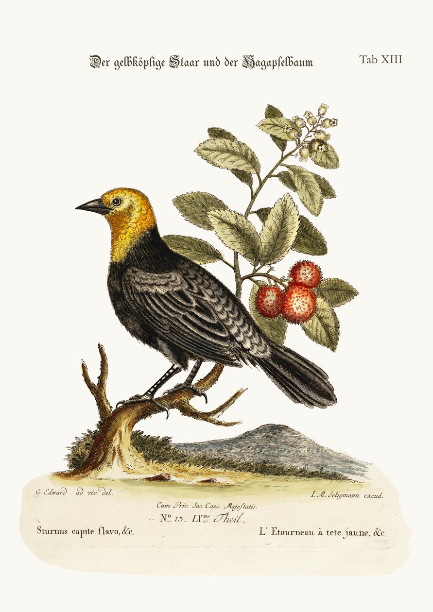 Den gulhovede stær. Arbutus- eller jordbærtræet, 1749-73 af George Edwards