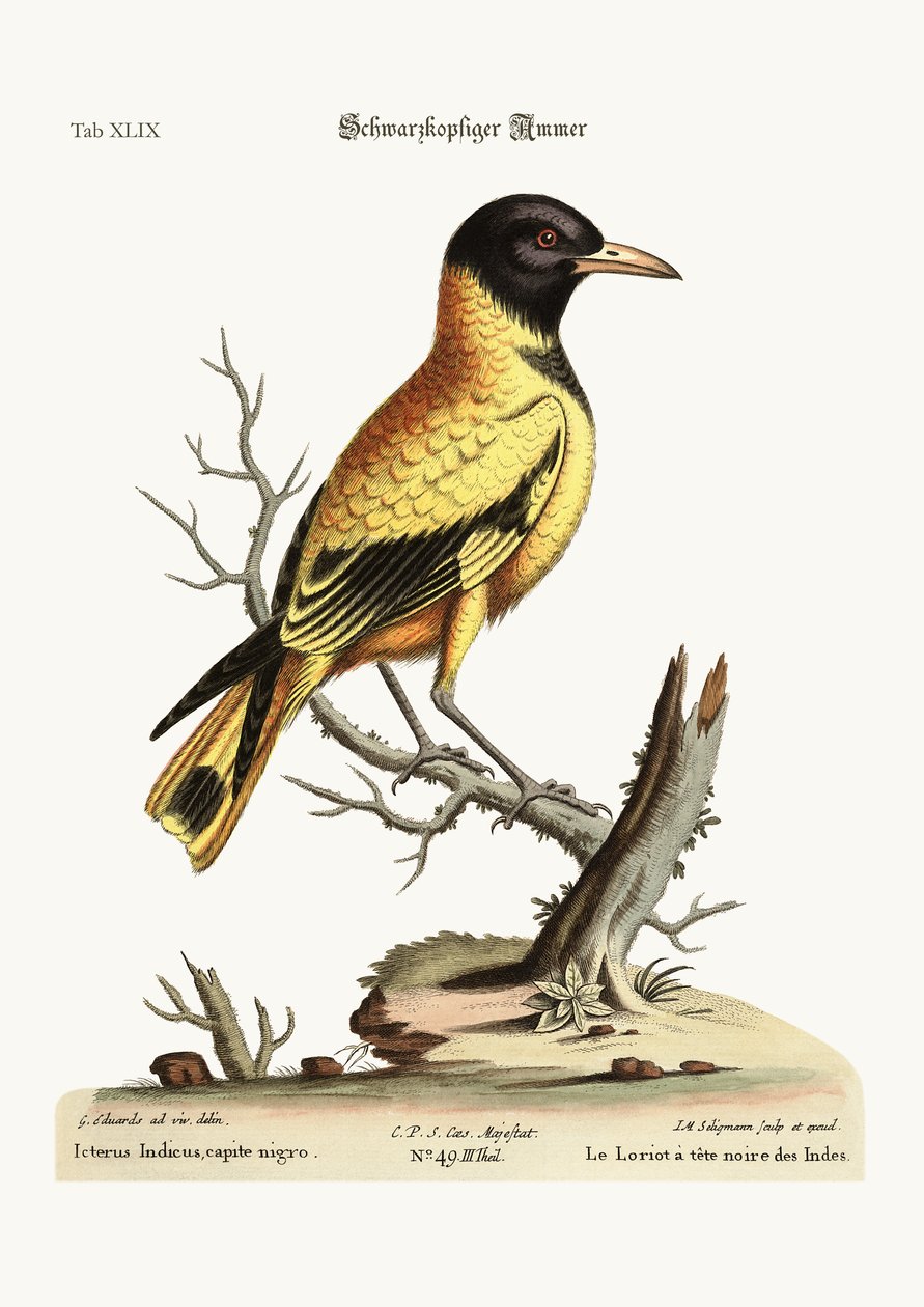 Den sorthovede Indian Icterus, 1749-73 af George Edwards