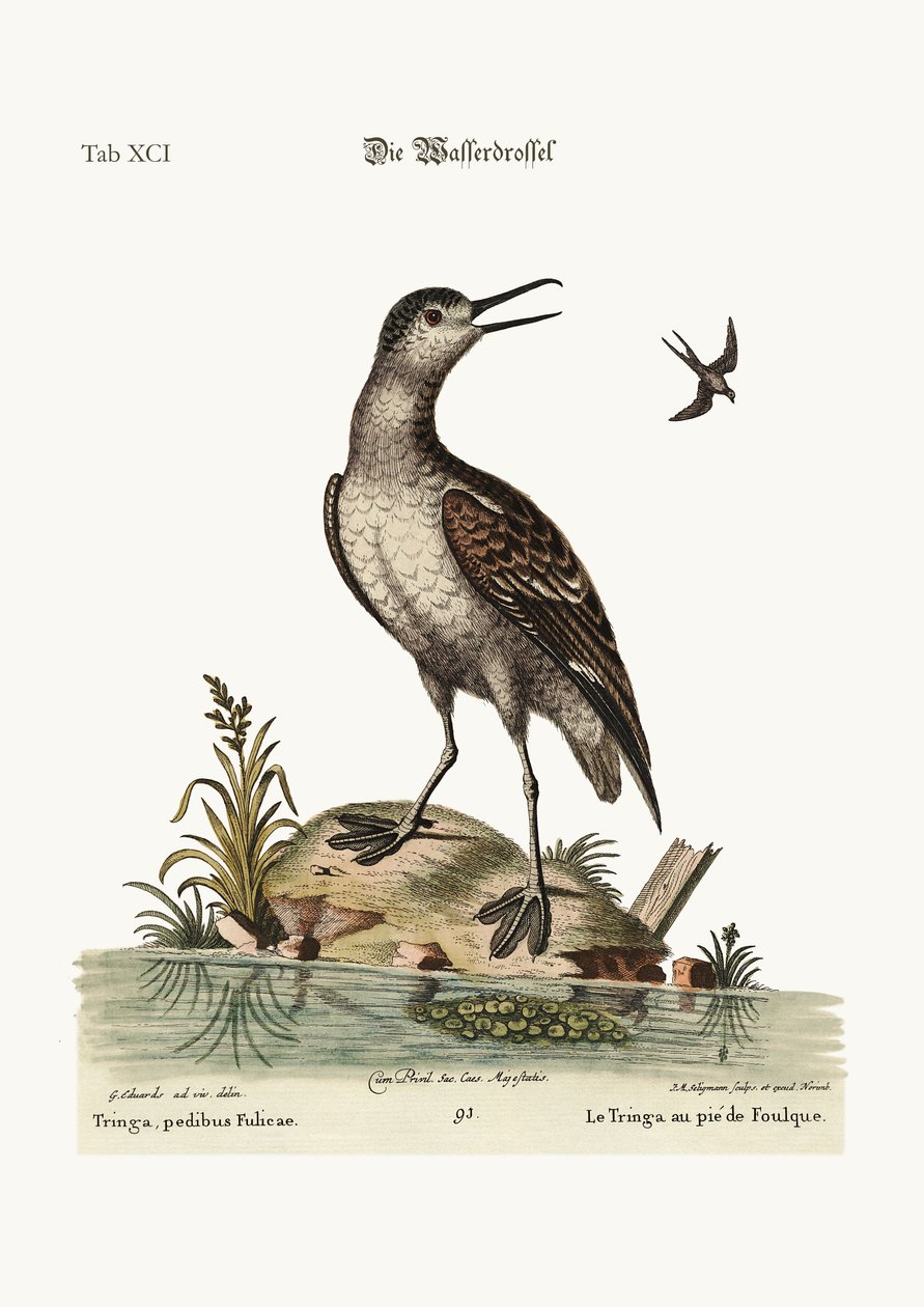 Den fodfodede Tringa, 1749-73 af George Edwards