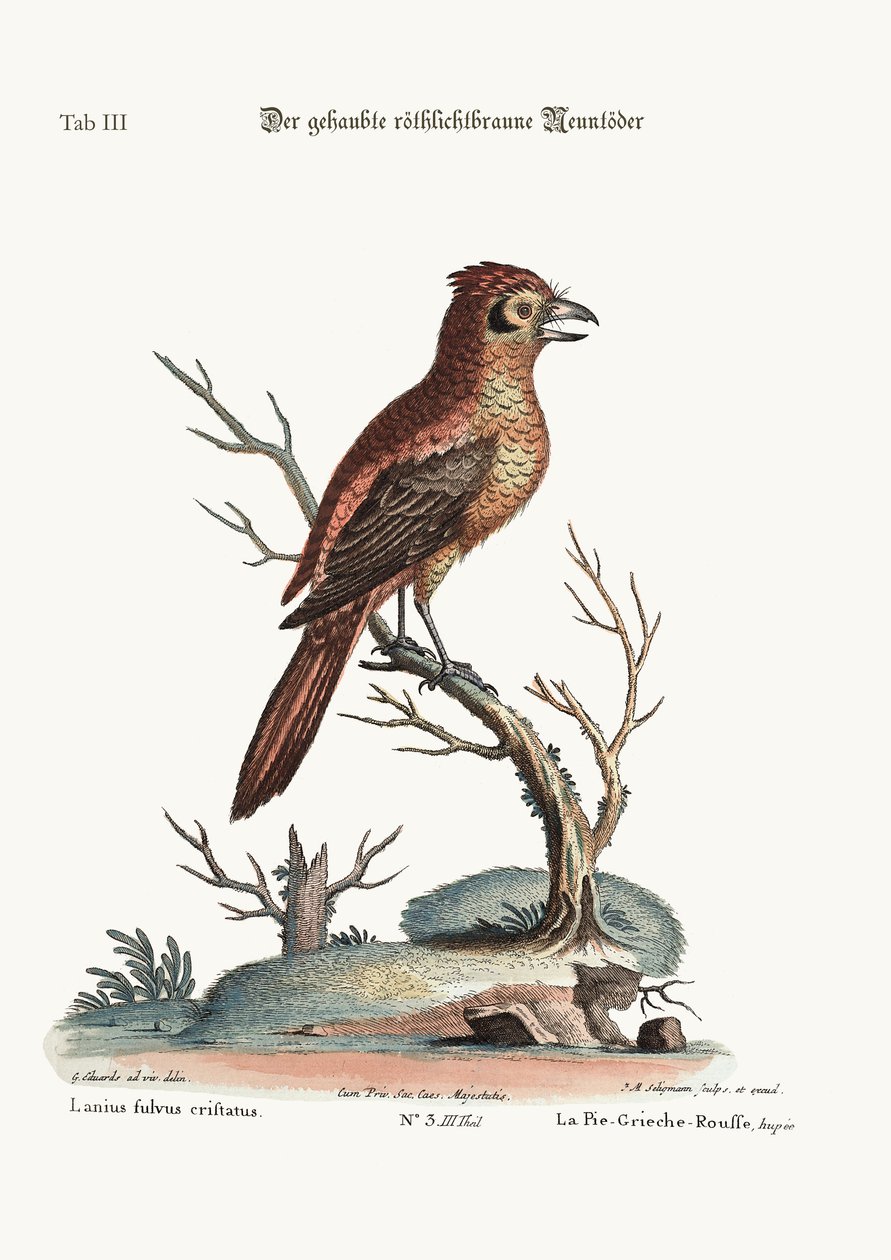 Den crested røde eller russit slagter-fugl, 1749-73 af George Edwards