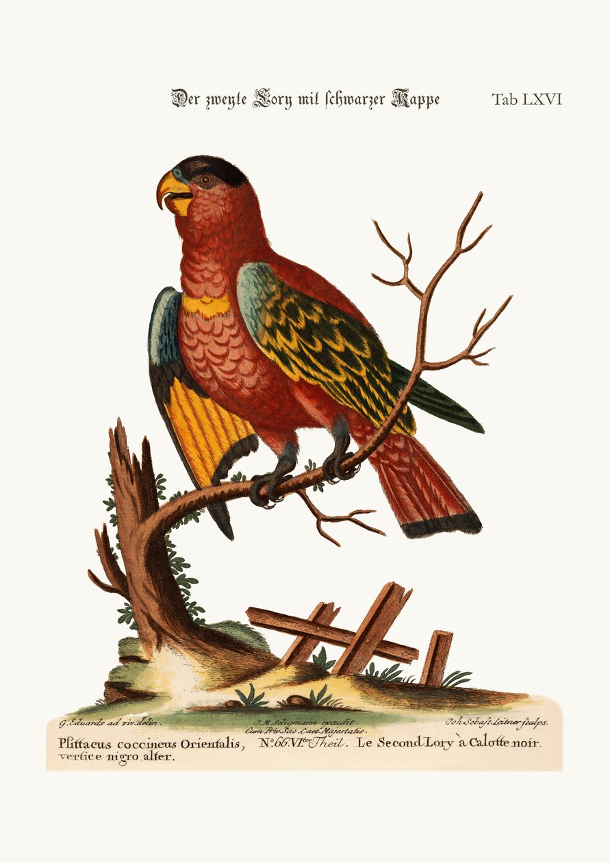Den anden sortkappede Lory, 1749-73 af George Edwards