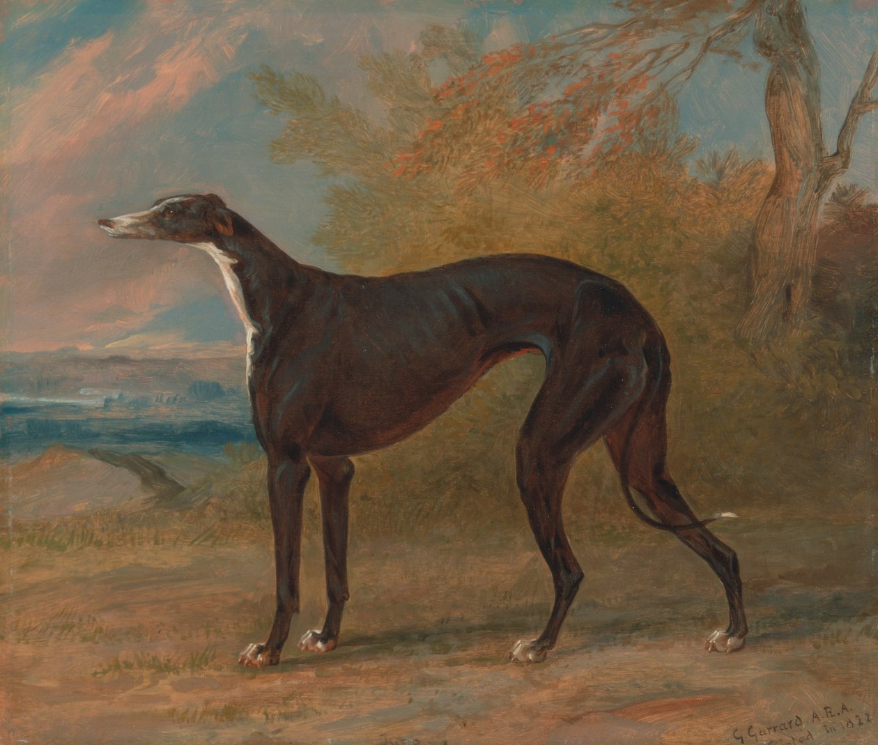 En af George Lane Foxs Winning Greyhounds- den sort-hvide Greyhound Tæve, Juno, også kaldet ... af George Garrard
